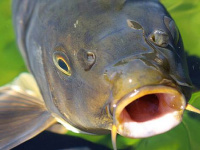 Prodej ryb v Telnici před Vánocemi