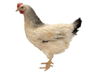 Drůbežárna Prace oznamuje prodej - 9. prosince 2025