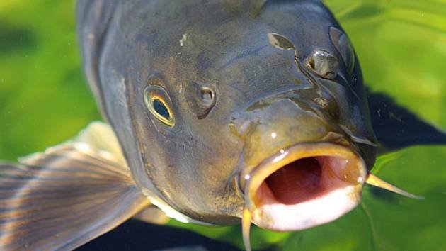 fina-ryby-60834190-jpg_irecept-630-16x9 fina-ryby-60834190-jpg_irecept-630-16x9