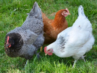 Drůbežárna Prace oznamuje prodej - 31. března 2026