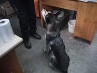 Nalezen pejsek