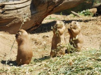 Výlet do ZOO - Telnické sluníčko 2011