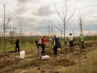 Jarní výsadba stromů v parku v Nádražní čtvrti 2019